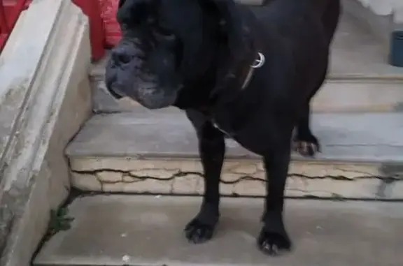 Animaux trouvés Villeneuve-sur-Yonne, photo: Chien noir trouvé avec collier à Villeneuve