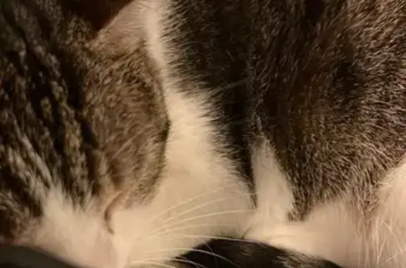 Chat perdu, La Balme-de-Sillingy, photo: Chat perdu à La Balme-de-Sillingy