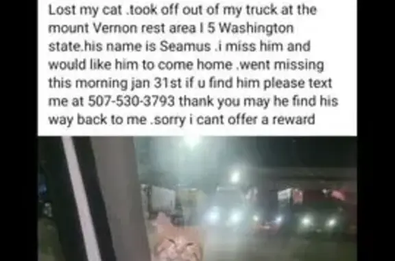 Help Find Seamus: Missing Cat Alert