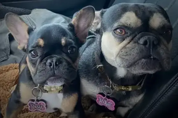 Lost: 2 French Bulldogs in Alloway