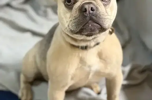 Lost French Bulldog in Hollywood - Help!