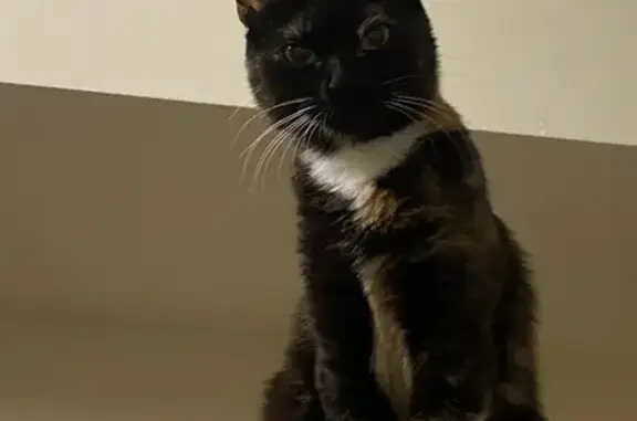 Lost Tortoiseshell Cat in Adelaide