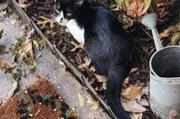 Lost Cat on Jonette Dr, Richland Hills