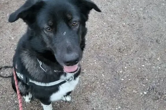 Animaux perdus Cosne-Cours-sur-Loire, photo: Chienne disparue à Cosne-Cours-sur-Loire