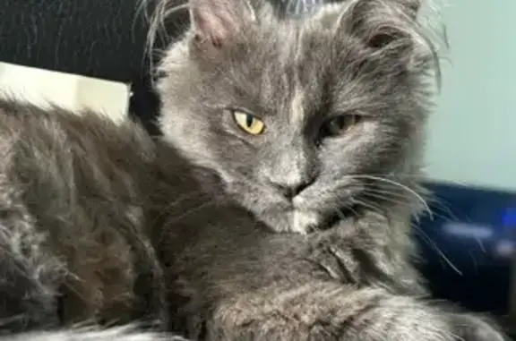 Chat perdu, Bohain-en-Vermandois, photo: Chat Maine Coon 1 an disparu à Bohain