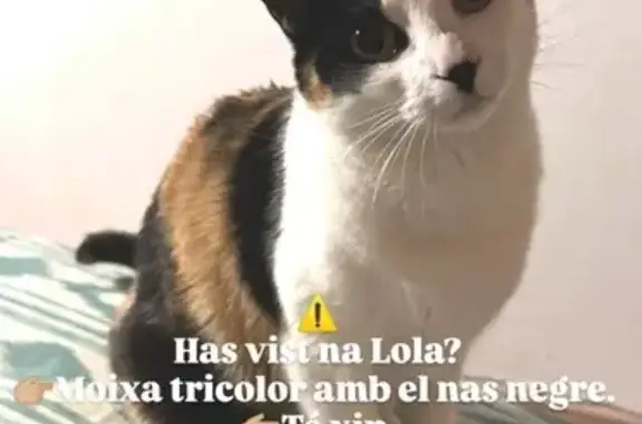 ¡Ayuda! Gatita Tricolor Perdida en Campanet