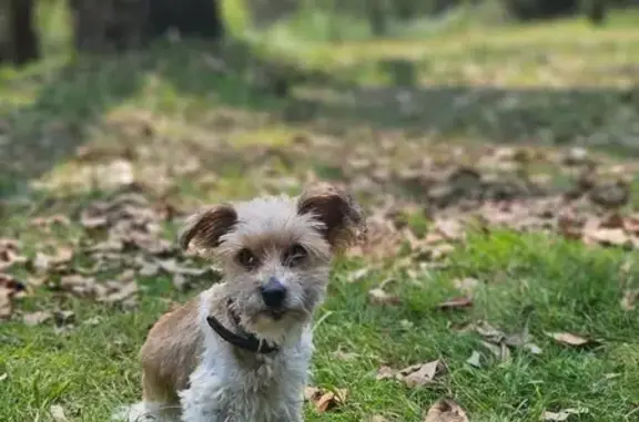 Help Find Bitsy: Elderly Tan & White Maltese