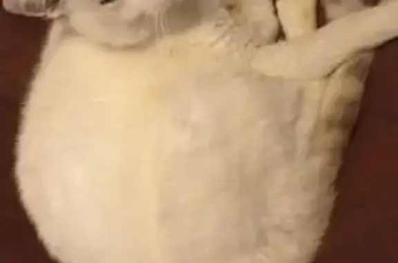 Chat mâle blanc trouvé, œil abîmé - photo