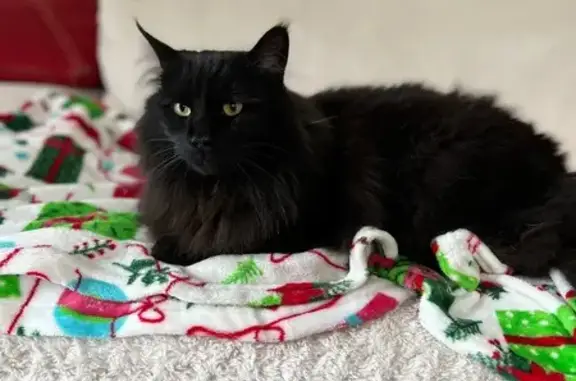 Animaux perdus , photo: Chat norvégien noir amputé disparu
