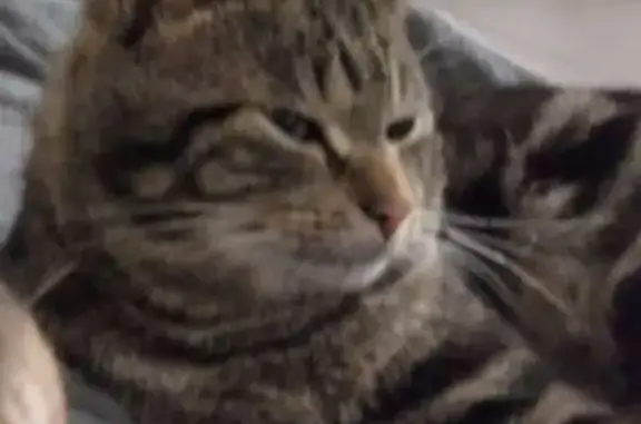 Chat perdu, , photo: Chat tigré perdu à Argol
