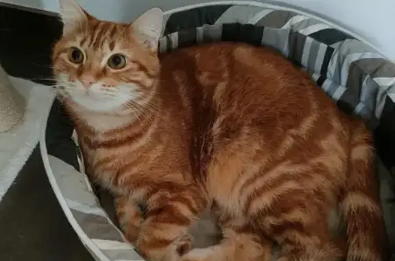 Animaux perdus Carignan-de-Bordeaux, photo: Chat perdu, peureux à Carignan