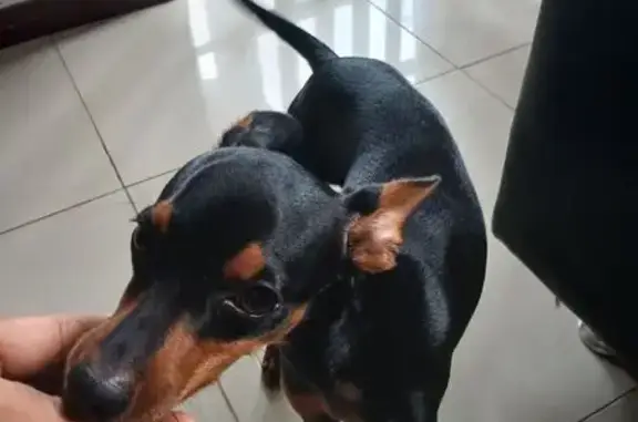 Pinscher Filhote Dócil Encontrado em Joinville