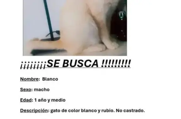 ¡Gato Blanco Perdido en Andújar!