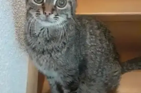 Animaux perdus Ambronay, photo: Chat gris mâle perdu à Ambronay