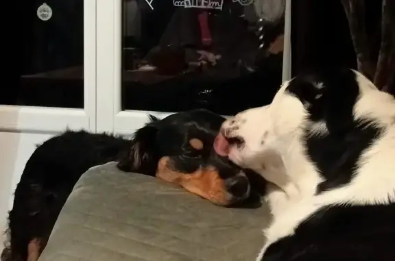 Chien perdu , photo : Chiens disparus à Hyds : Pixel et Soukie