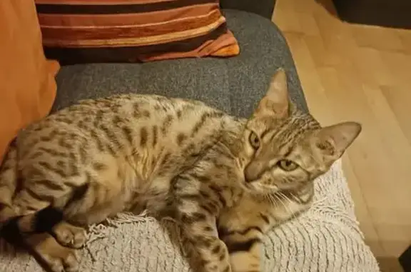 Chat perdu, Lyon, photo: Chatte perdue à Lyon : Nala, 3 ans, pucée