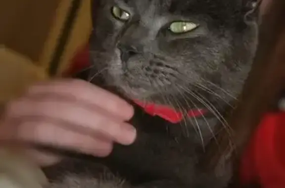 Chat gris perdu à Taden, collier rouge - photo