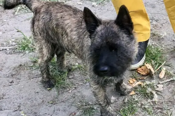 Chien disparu : Cairn Terrier à Pau - photo