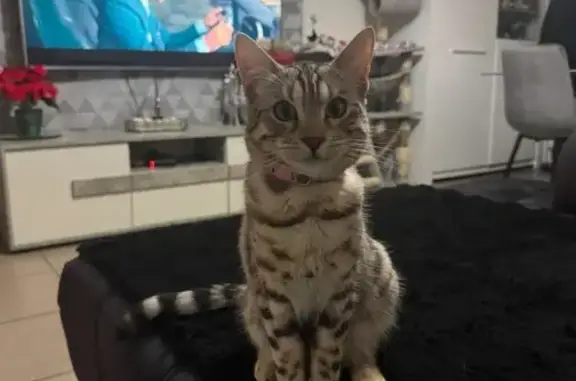 Chaton perdu à Saint-Estève : Aidez-nous ! - photo
