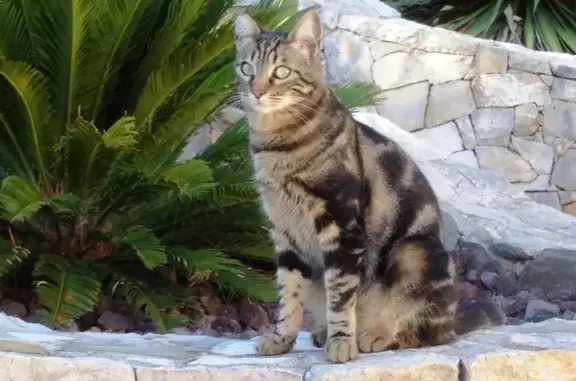 Chat perdu, Solliès-Ville, photo: Chat tigré American Shorthair perdu à Solliès-Ville