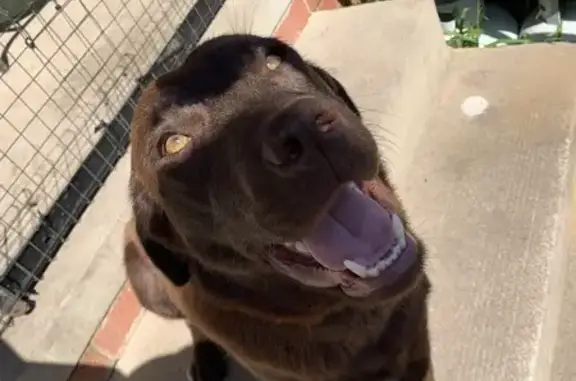 Missing: Chocolate Lab 'Harley' in Whittlesea