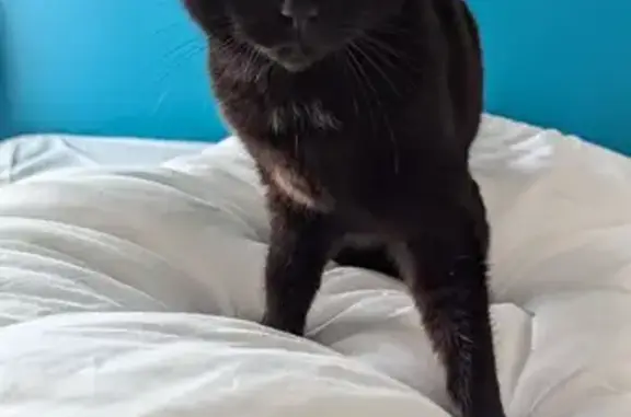 Animaux perdus Renaison, photo: Chatte noire perdue à Renaison