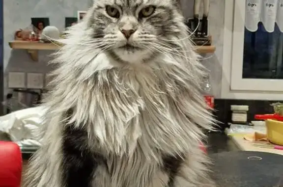 Chatte Maine Coone disparue à Vitrimont - photo