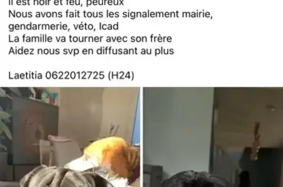 Chien perdu , photo : Carlin noir perdu à Rumilly-en-Cambrésis
