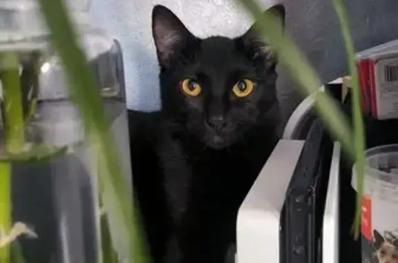 Chatte trouvée à Nîmes, non identifiée - photo