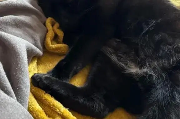 Animaux perdus Reims, photo: Chat noir perdu à Reims, aide recherchée
