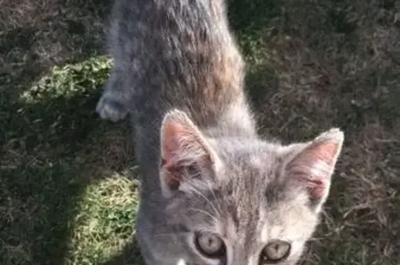 Animaux trouvés Rosières-en-Santerre, photo: Chatte sociable trouvée, env. 6-12 mois, Rosières