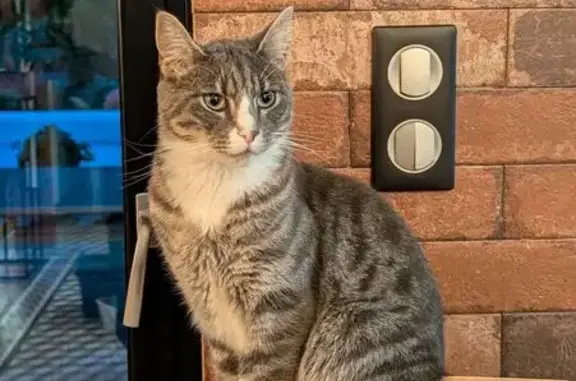 Chat gris perdu, pattes blanches, Bellerive - photo