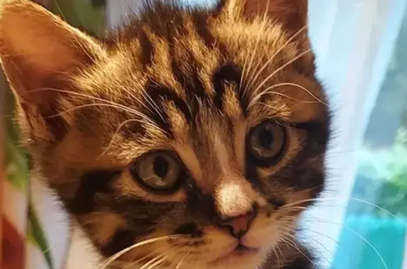 Chat tigre 10 mois disparu à Labenne - photo