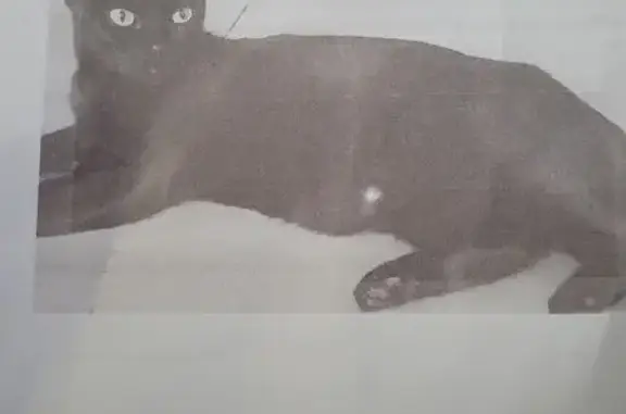 Chat perdu, Lyon, photo: Chatte noire 2 ans disparue à Lyon