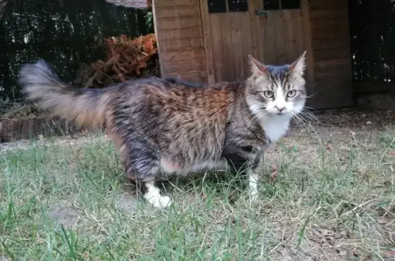 Chat perdu, Benfeld, photo: Chatte tigrée perdue à Benfeld