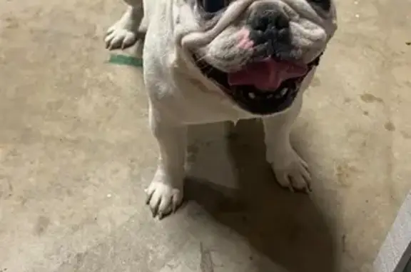 Found: White French Bulldog in Mesa