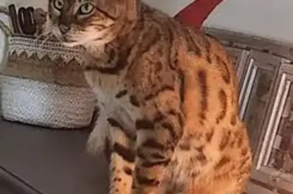 Animaux perdus Champs-sur-Yonne, photo: Chat Bengal craintif perdu à Champs-sur-Yonne