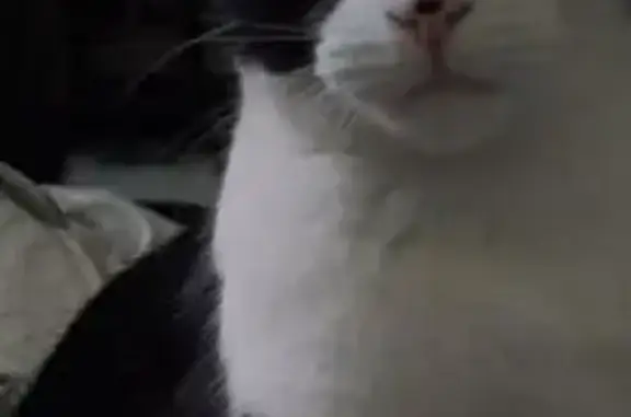 Chat perdu, Biarritz, photo: Chat noir et blanc perdu à Biarritz