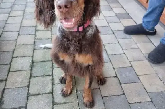 Chien trouvé Verlinghem, photo: Setter femelle trouvée, Verlinghem