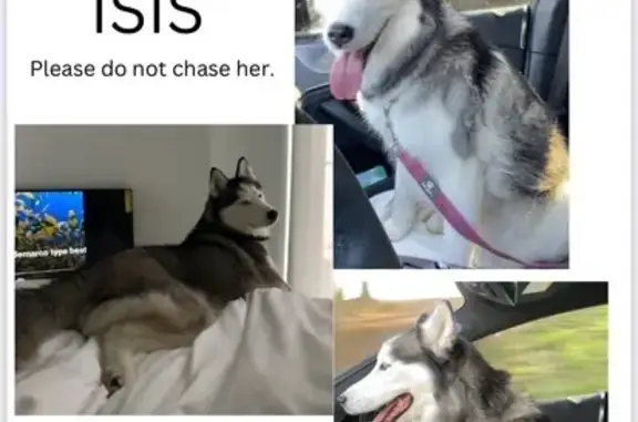 Lost Siberian Husky on Twain Drive!