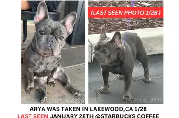 Lost French Bulldog in Irwindale Area