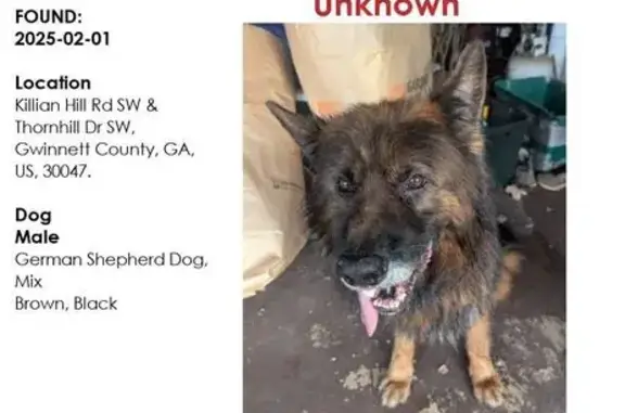 Friendly Senior GSD Mix Found in Lilburn