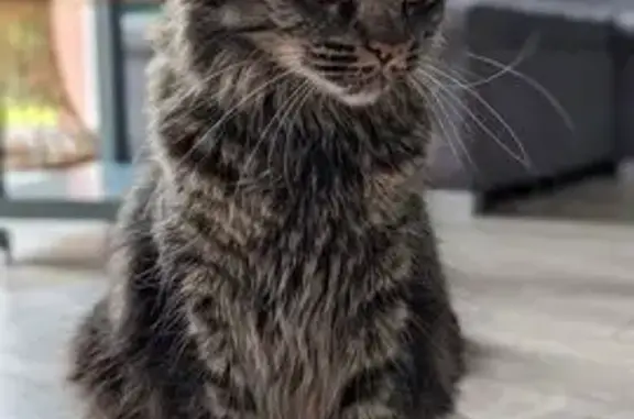 Animaux perdus Voujeaucourt, photo: Chat européen tigré perdu à Voujeaucourt
