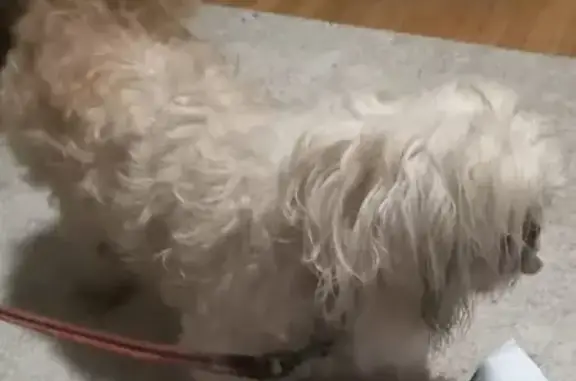 Lost: Cream Poodle Mix 'Oscar' in Springfield