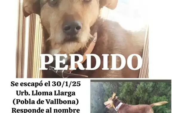 ¡Ayuda a encontrar a Coco en Vallbona!