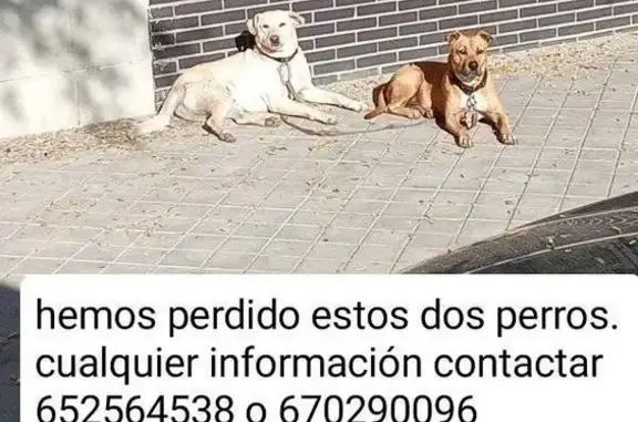 Perros Perdidos en Churriana: Labrador y Pitbull