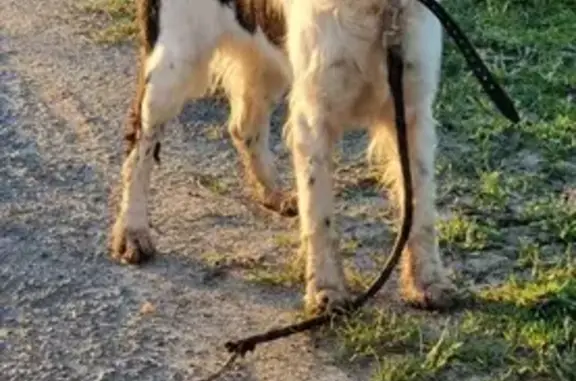 Setter noir et blanc trouvé à Restigné - photo