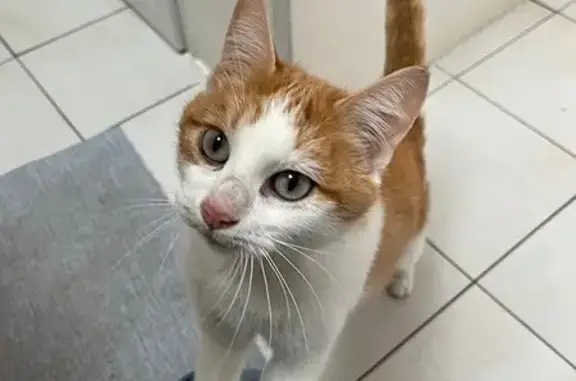 Animaux trouvés Angers, photo: Chatte trouvée rue du Lutin à Angers