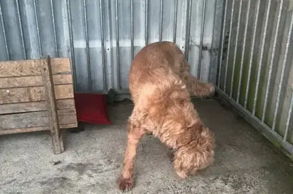 Chien trouvé Rue Arsène Delavigne, Clécy - photo