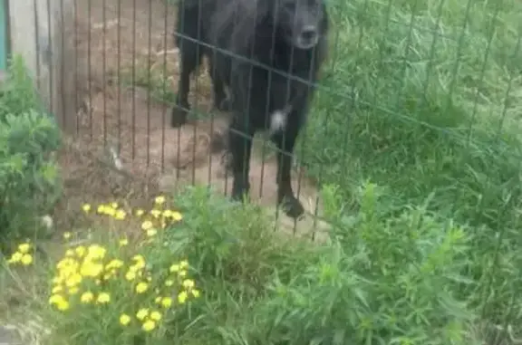 Chien noir 12 ans perdu à Rospez - photo